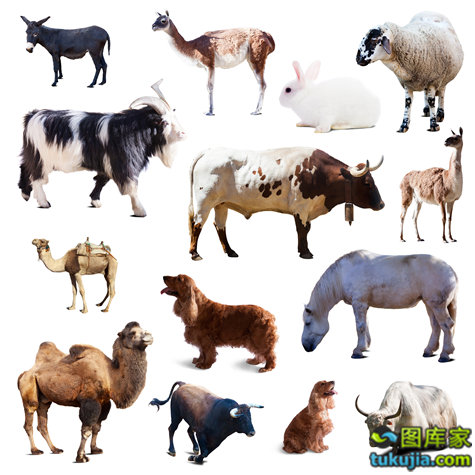 農(nóng)業(yè)種植技術(shù)與動(dòng)物攝影 家禽家畜的生物世界