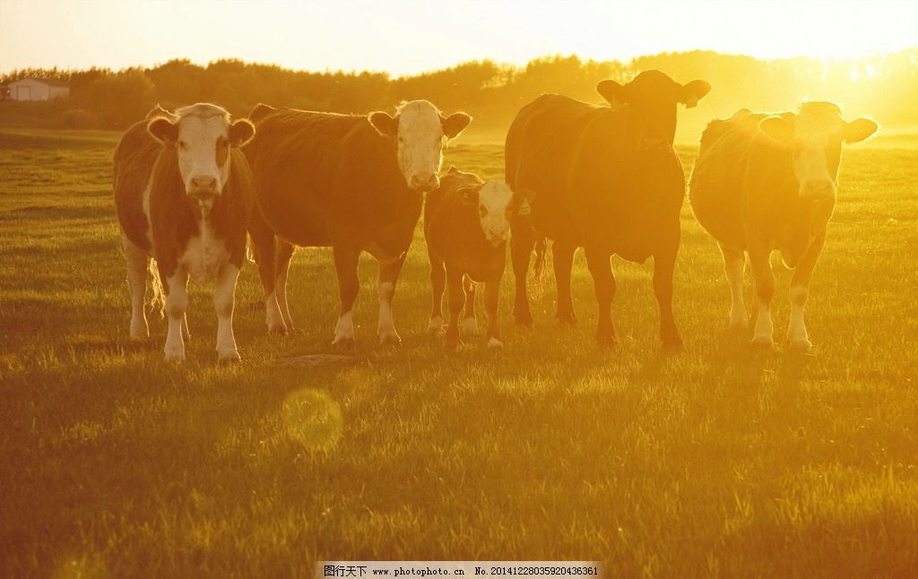 牛群圖片 生物世界的家禽家畜與農(nóng)業(yè)種植技術(shù)開發(fā)
