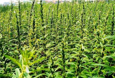 芝麻播種事項與抗旱播種技術