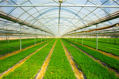 東臺現代農業產業園躍升國家級 甜蜜產業賦能鄉村振興與農業種植技術創新