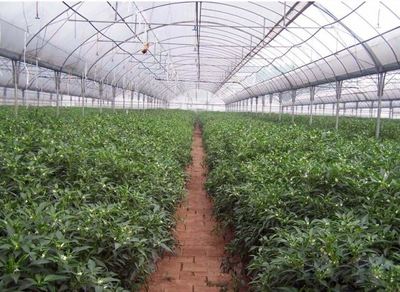 創新驅動發展 貴陽種植大棚設計與農業種植技術開發一體化探索