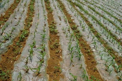 玉米種植技術(shù) 現(xiàn)代農(nóng)業(yè)種植技術(shù)的開發(fā)與應(yīng)用