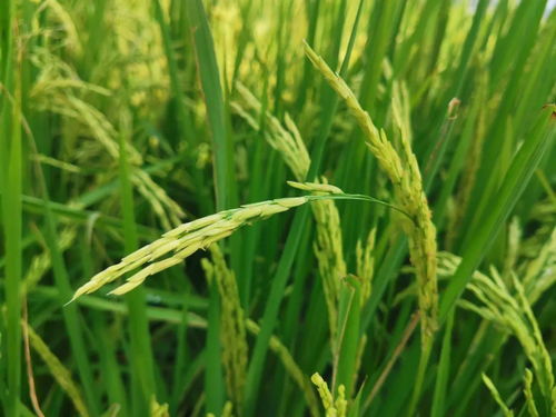 智能農(nóng)機(jī)革新 一分鐘一畝田，現(xiàn)代農(nóng)民的科技新伙伴