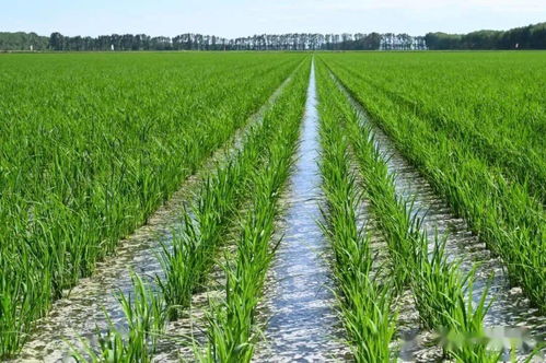 推廣輕簡(jiǎn)栽培模式 提升農(nóng)業(yè)科技轉(zhuǎn)化率的關(guān)鍵路徑