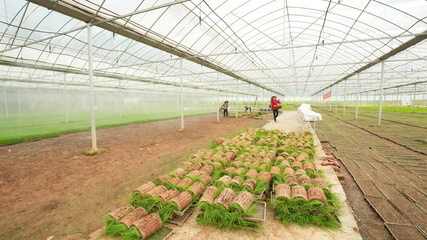 長(zhǎng)沙縣江背鎮(zhèn) 打響汛后農(nóng)業(yè)生產(chǎn)“保衛(wèi)戰(zhàn)”，科技賦能農(nóng)業(yè)技術(shù)開發(fā)